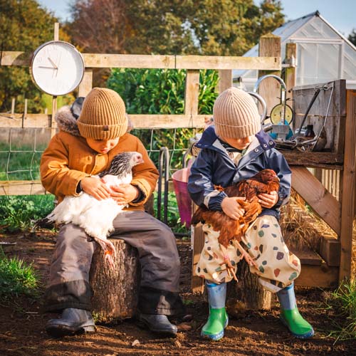 OCT25-159 Our Royal chickens who live in Cluckingham Palace