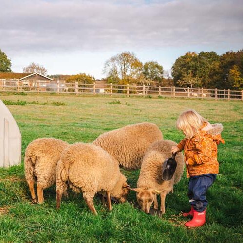 OCT25-221 Lambs at Woolly Walks, a sheep walking experience, Clophill