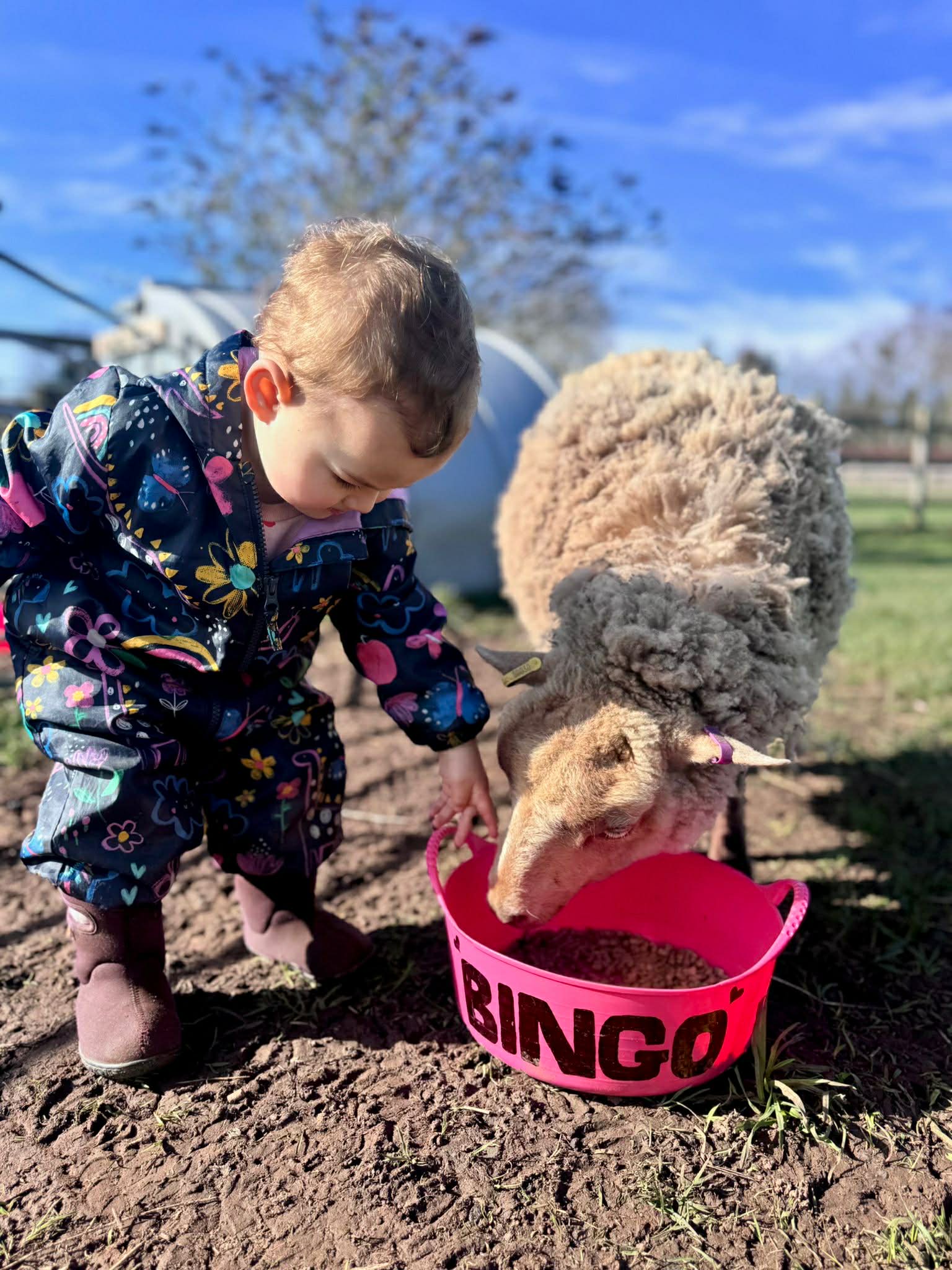 sheep walking experience in bedfordshire